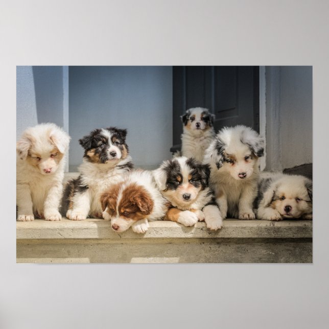 Poster Canvas Premium Cute Puppies (Gloss) (Devant)