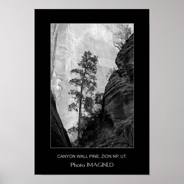 POSTER CANYON WALL PINE, ZION NP, UT. (Devant)