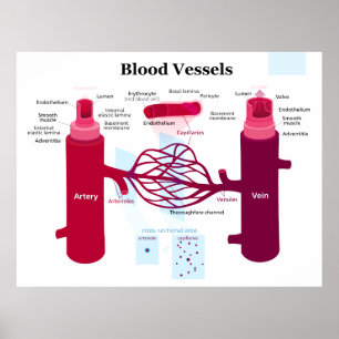 Poster Capillaires Capillaires Diagramme des veines des v