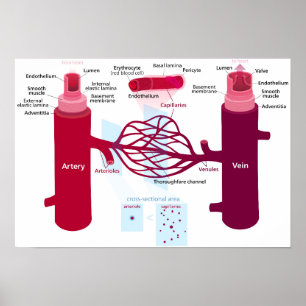 Poster Capillaires des vaisseaux sanguins Diagramme Artèr