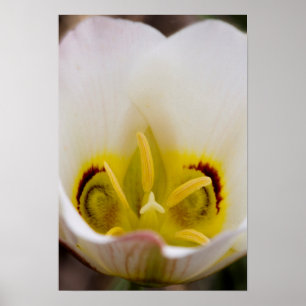 Poster Capitol Reef National Park, Utah, États-Unis 2