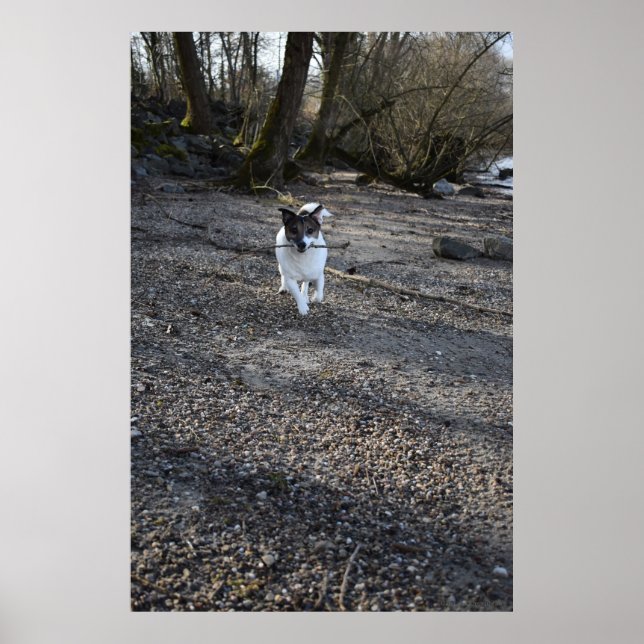 Poster Capo von Oppenheim, chien Jack Russell Terrier (Devant)