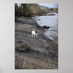 Poster Capo von Oppenheim, chien Jack Russell Terrier