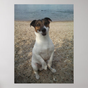 Poster Capo von Oppenheim, chien Jack Russell Terrier