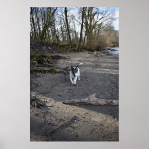 Poster Capo von Oppenheim, chien Jack Russell Terrier
