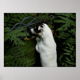 Poster Capo von Oppenheim, chien Jack Russell Terrier