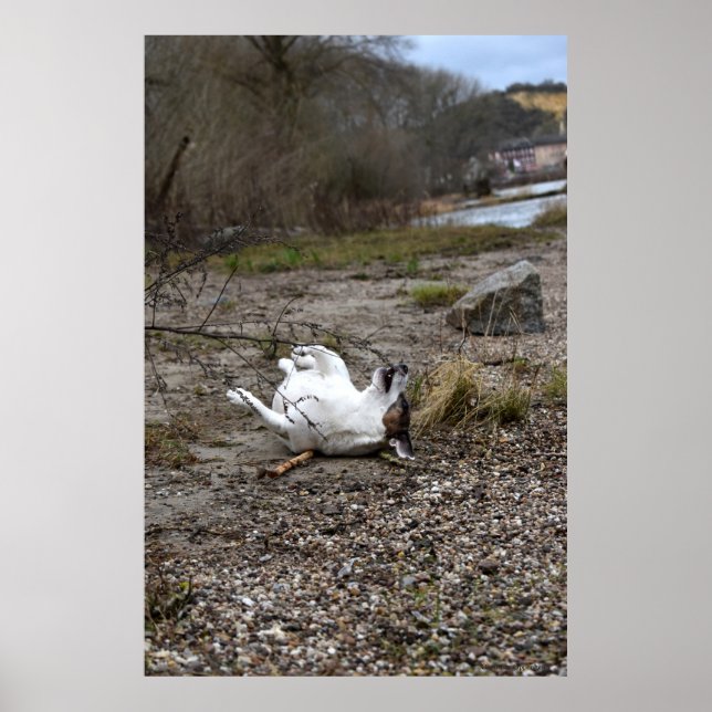 Poster Capo von Oppenheim, chien Jack Russell Terrier (Devant)