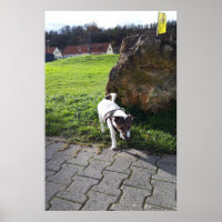 Capo von Oppenheim, chien Jack Russell Terrier