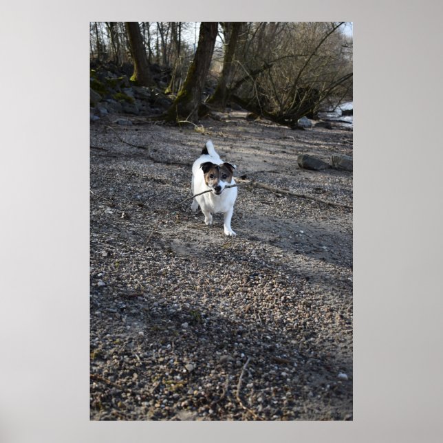 Poster Capo von Oppenheim, chien Jack Russell Terrier (Devant)
