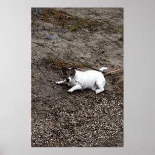 Poster Capo von Oppenheim, chien Jack Russell Terrier