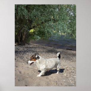 Poster Capo von Oppenheim, chien Jack Russell Terrier