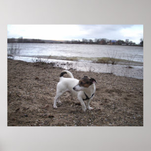 Poster Capo von Oppenheim, chien Jack Russell Terrier