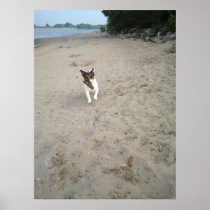 Poster Capo von Oppenheim, chien Jack Russell Terrier