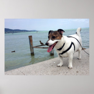 Poster Capo von Oppenheim, chien Terrier Jack Russell