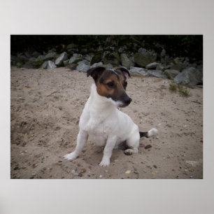 Poster Capo von Oppenheim, Jack Russell Chien