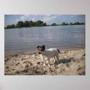 Poster Capo von Oppenheim, Jack Russell Chien