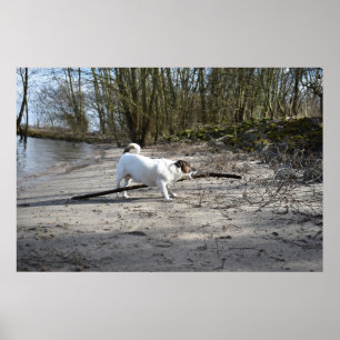 Poster Capo von Oppenheim, Jack Russell Terrier Chien