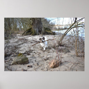 Poster Capo von Oppenheim, Jack Russell Terrier Chien