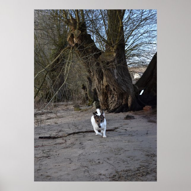 Poster Capo von Oppenheim, Jack Russell Terrier Chien (Devant)
