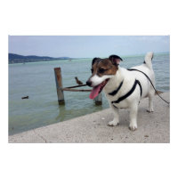 Capo von Oppenheim, Jack Russell Terrier Chien