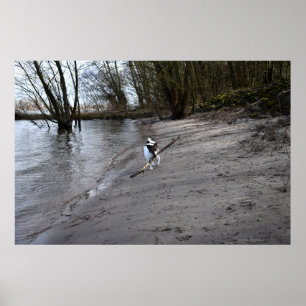 Poster Capo von Oppenheim, Jack Russell Terrier Chien