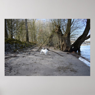 Poster Capo von Oppenheim, Jack Russell Terrier Chien