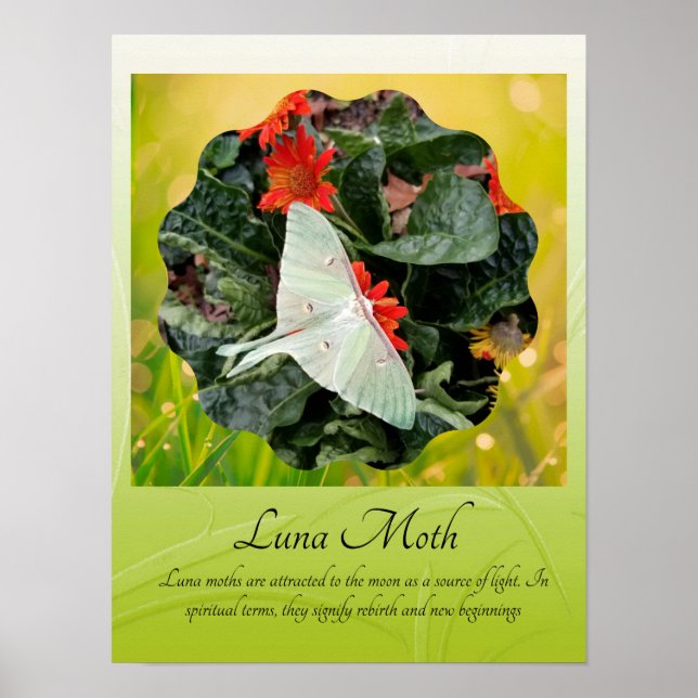 Poster Captivant Luna Moth (Devant)