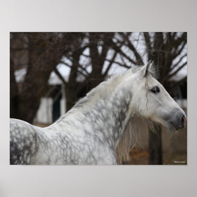 Poster Capture d'écran Dappy Grey Andalucien Stallion (Devant)