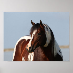 Poster Capture d'écran de Bob Langrish Tobiano Paint Hors