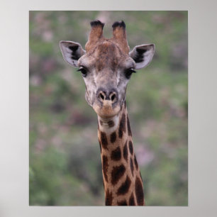 Poster Capture d'écran de la girafe
