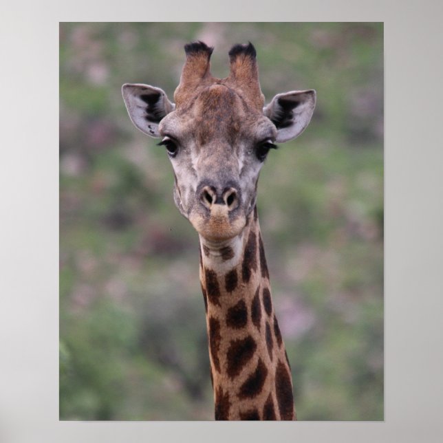 Poster Capture d'écran de la girafe (Devant)