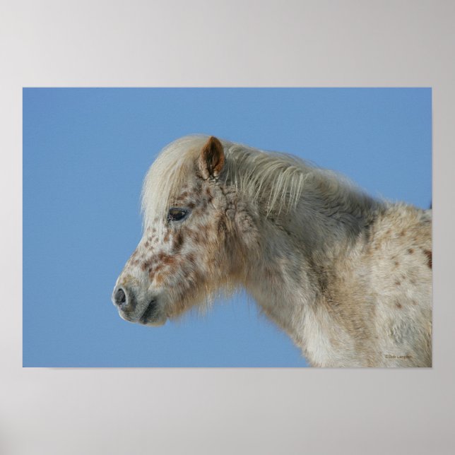 Poster Capture d'écran du cheval miniature (Devant)