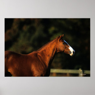 Poster Capture d'écran du cheval Thoroughbred