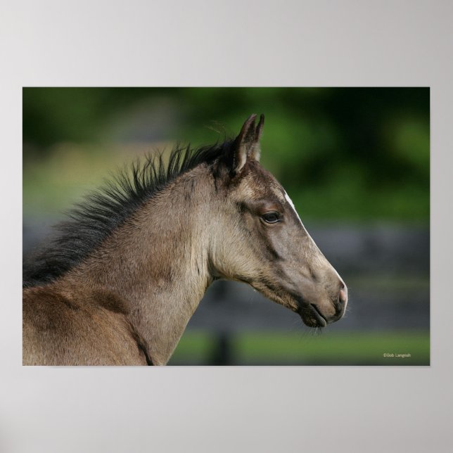 Poster Capture d'écran du poulain du cheval de quart (Devant)