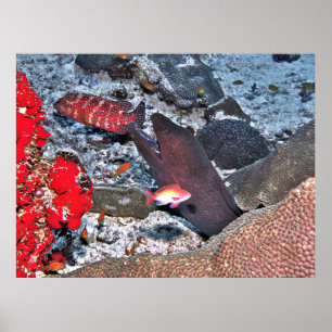 Poster Capture d'écran du récif des Maldives