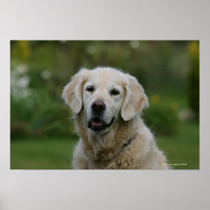 Poster Capture d'écran Golden Retriever 2