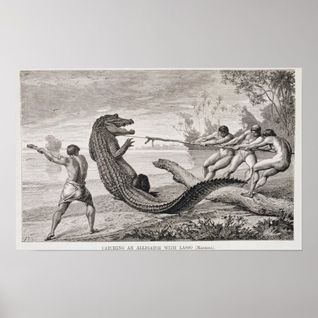Poster Capture d'un alligator avec lasso (Devant)