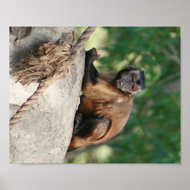 Poster Capuchin Singe Mignonne Mais Cranky (Devant)