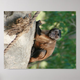 Poster Capuchin Singe Mignonne Mais Cranky