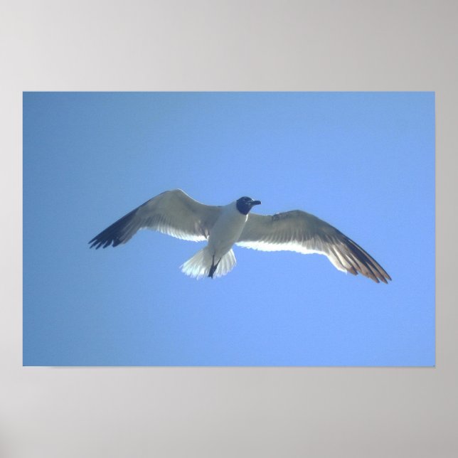 Poster Capuchon en vol (Devant)