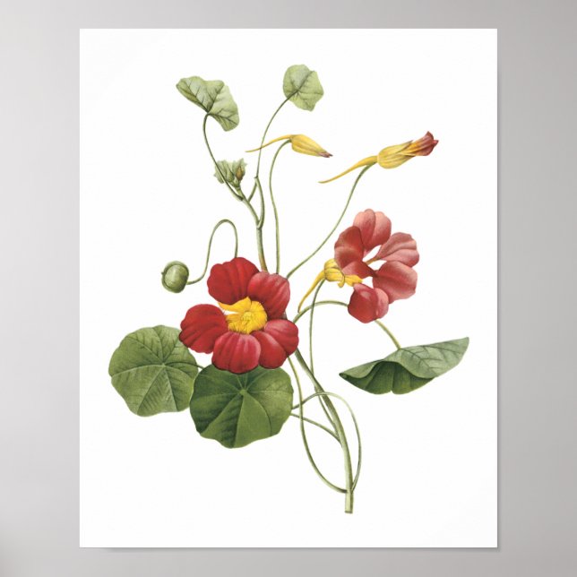 Poster capucine (Tropaeolum majus) de Redouté (Devant)