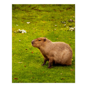 Poster Capybara