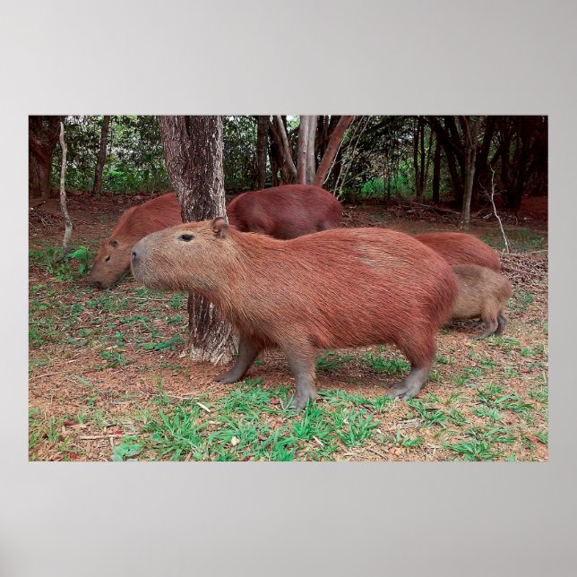 Poster Capybara (Devant)