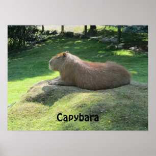 Poster Capybara - Gros rongeur