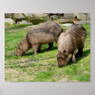 Poster Capybara hydrochaeris