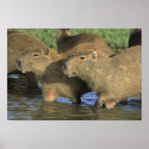 Poster Capybara, Hydrochaeris hydrochaeris), monde