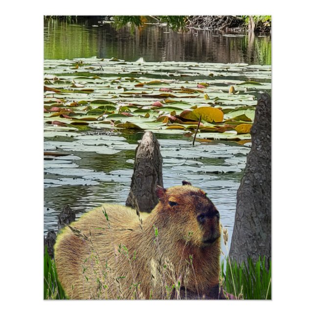 Poster Capybara - Pneumatophores - Wildlife (Devant)