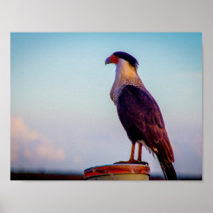 Poster Caracara donnant sur Kissimmee Prairie, Floride.