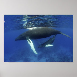 Poster Caraïbes, archipel des Grandes Antilles,