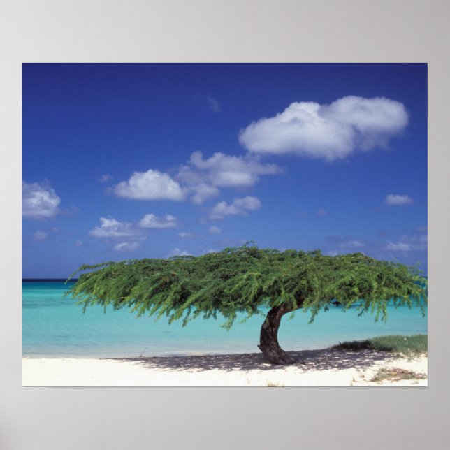 Poster Caraïbes, Aruba. Eagle Beach (Devant)